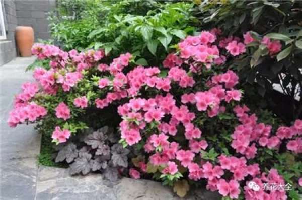Clematis