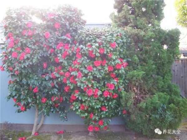Clematis