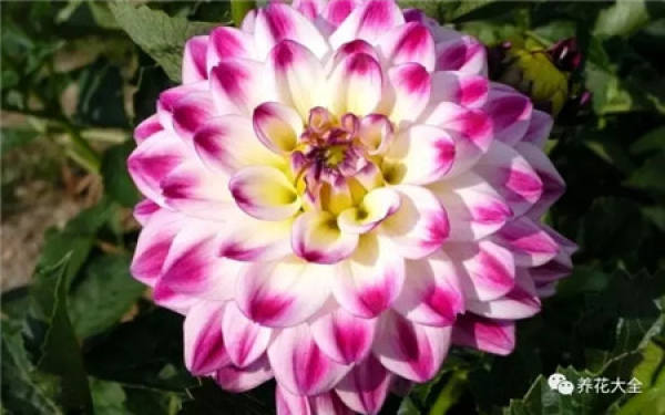 Clematis