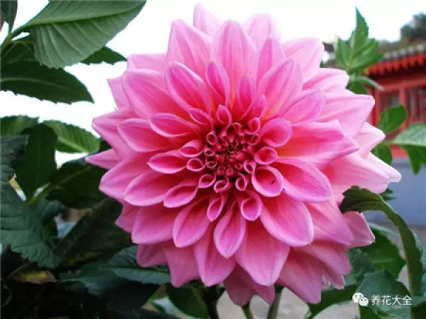 Clematis