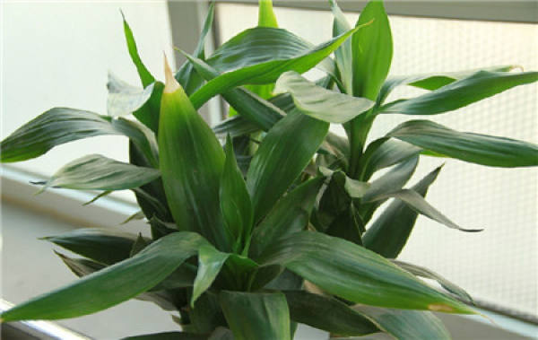 The leaves turn yellow when the bamboo is cultivated in soil