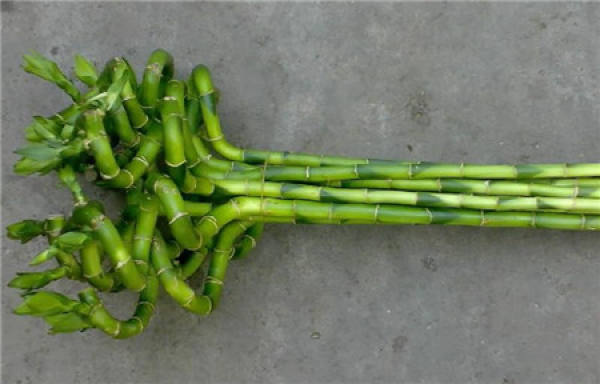 Yellow leaves of hydroponic rich bamboo