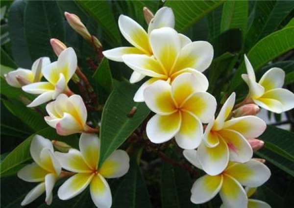 Florescence of plumeria