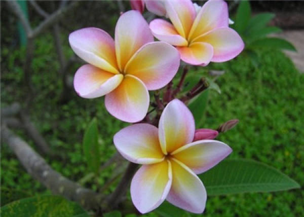 Florescence of plumeria