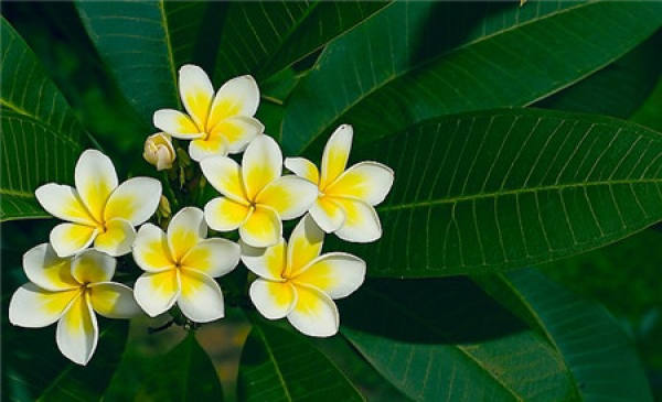 Florescence of plumeria
