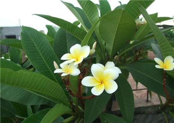 Florescence of plumeria