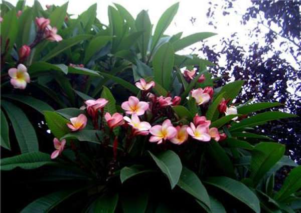florescence of frangipani