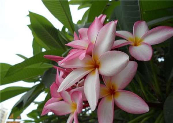 florescence of frangipani