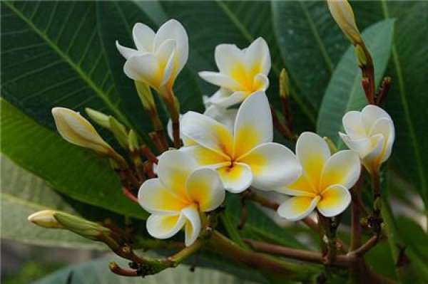 florescence of frangipani