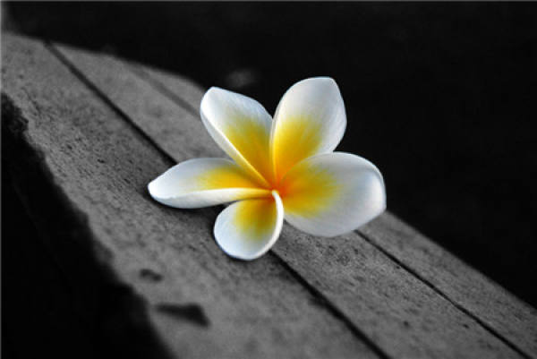 florescence of frangipani