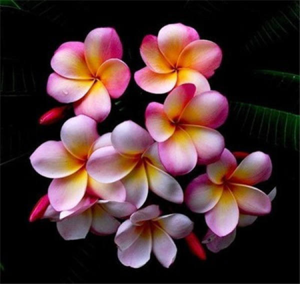 Appreciation of Frangipani Blossom Picture