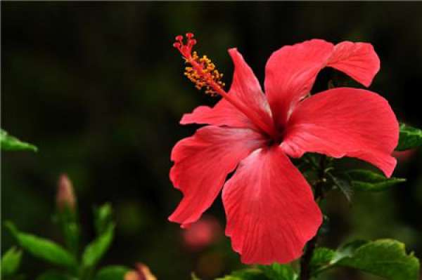 When does the Chinese hibiscus flower bloom?