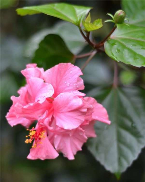 When does the Chinese hibiscus flower bloom?