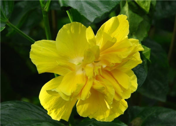 When does the Chinese hibiscus flower bloom?
