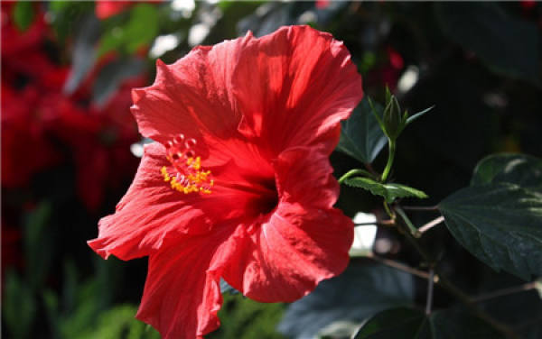 when does Fusang blossom