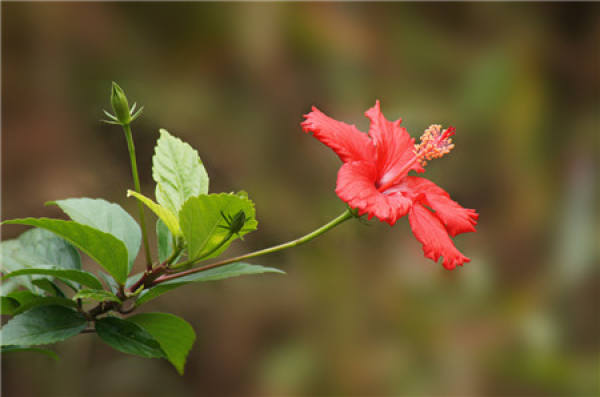 when does Fusang blossom