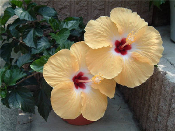 when does Fusang blossom