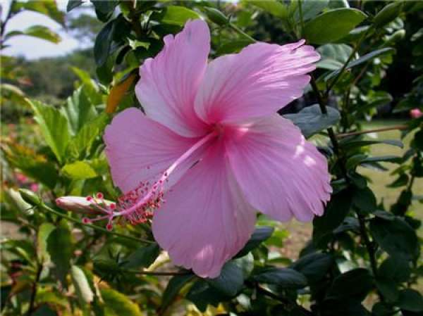 when does Fusang blossom