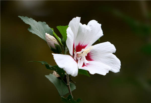 when does Fusang blossom