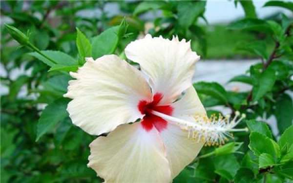 when does Fusang blossom