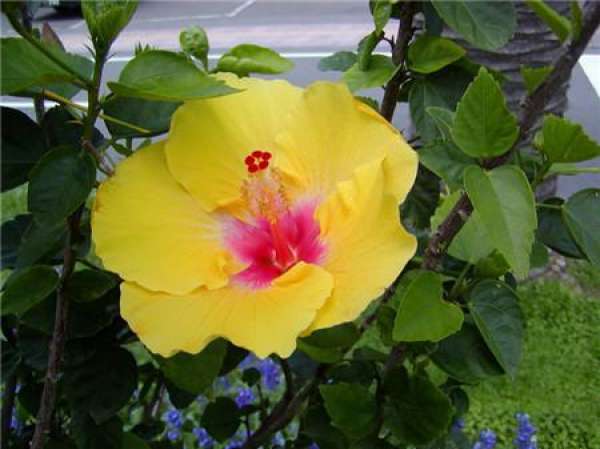 Appreciation of Hibiscus rosa-sinensis Flower