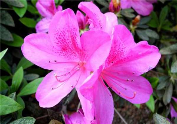 Preparation of azaleas for repotting