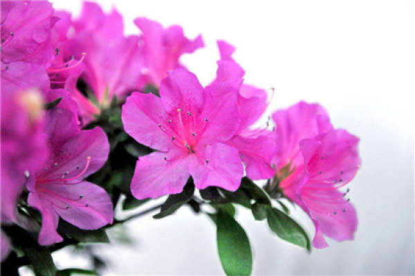 Preparation of azaleas for repotting