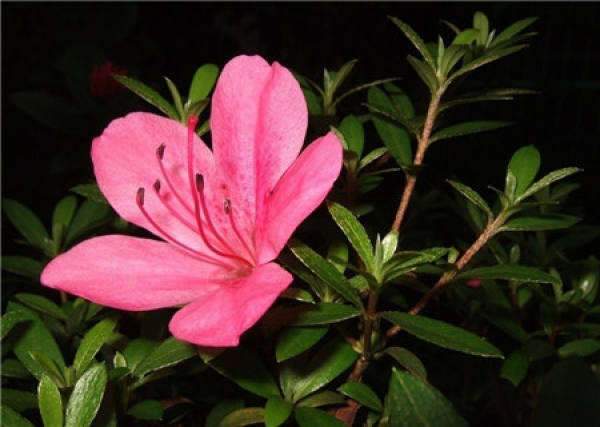 Notes on repotting azaleas
