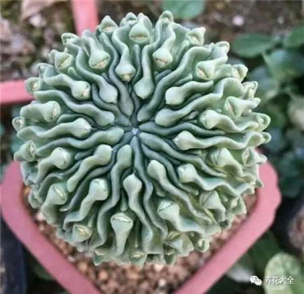 Spineless cactus