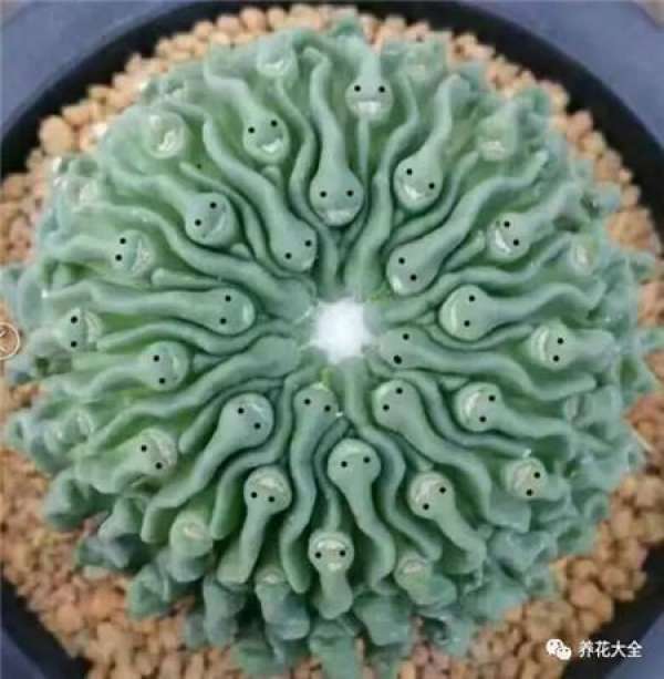 Spineless cactus