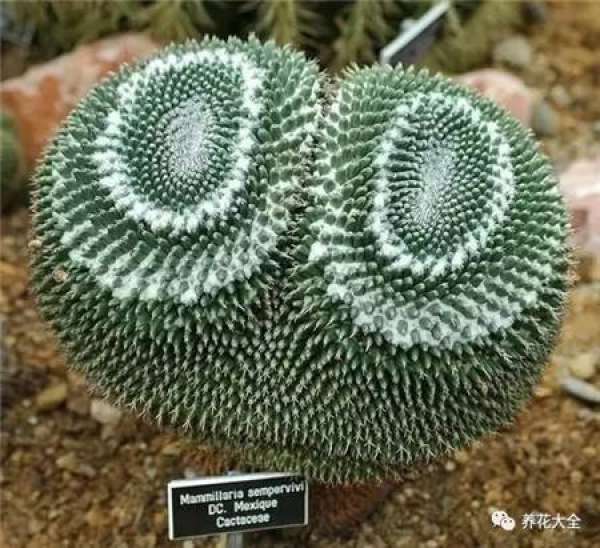 Spineless cactus