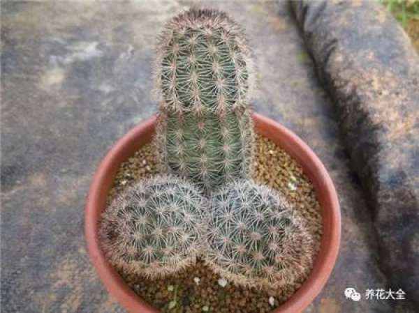 Spineless cactus