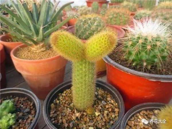 Spineless cactus