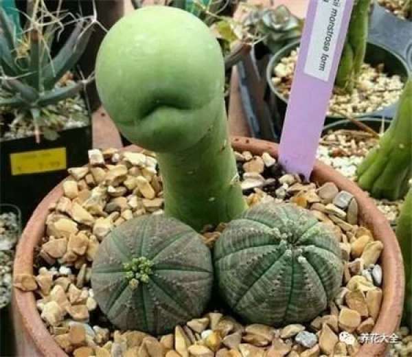 Spineless cactus