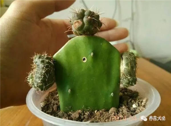 Spineless cactus
