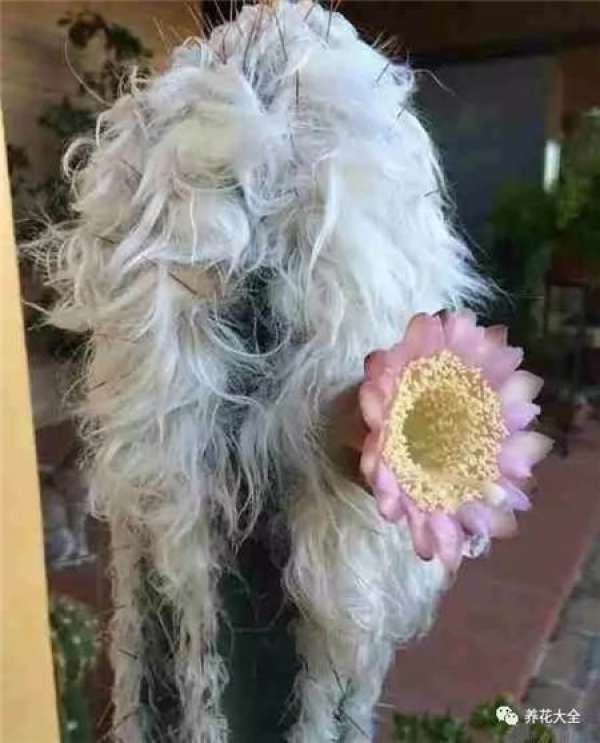 Spineless cactus