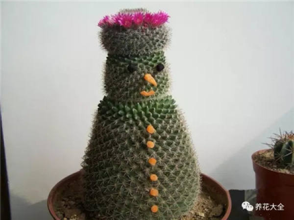 Spineless cactus