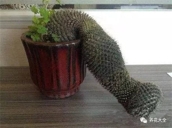 Spineless cactus