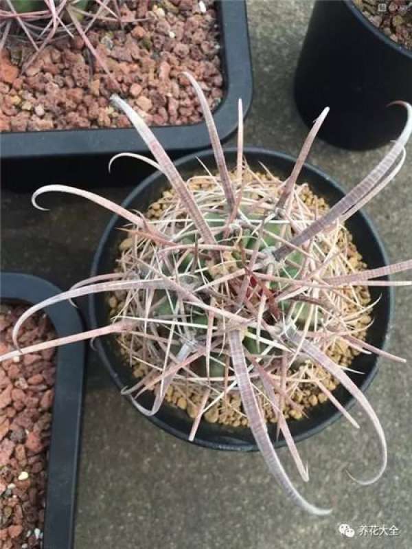 Spineless cactus
