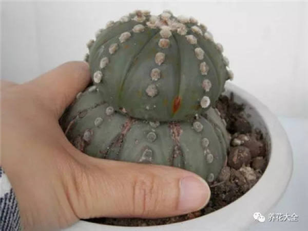 Spineless cactus