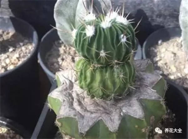 Spineless cactus