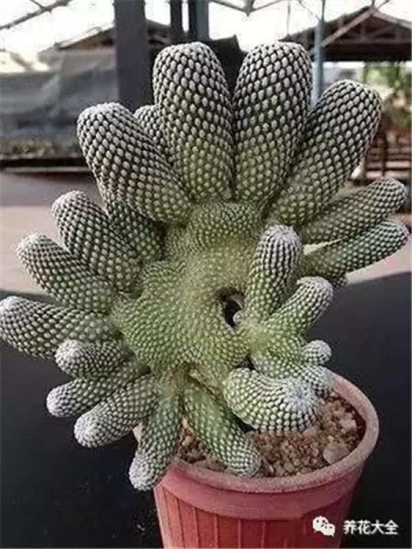 Spineless cactus