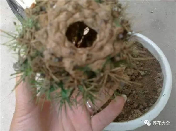 Spineless cactus