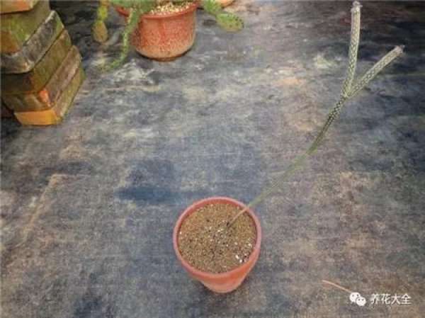 Spineless cactus