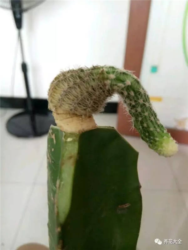 Spineless cactus