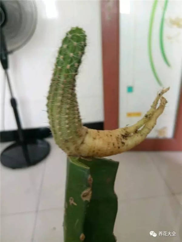 Spineless cactus