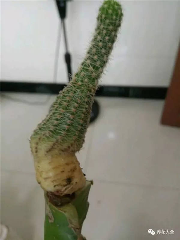 Spineless cactus