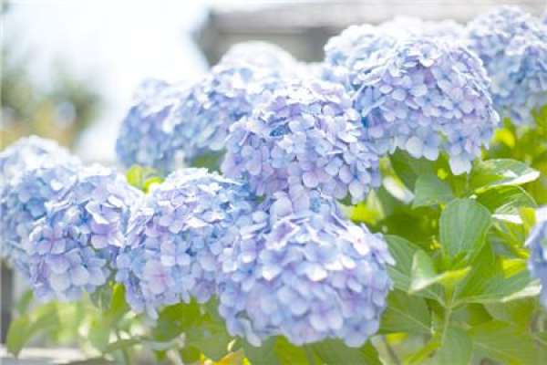 Soil exchange and pruning of hydrangea
