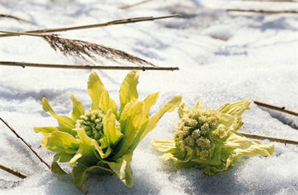 snow lotus