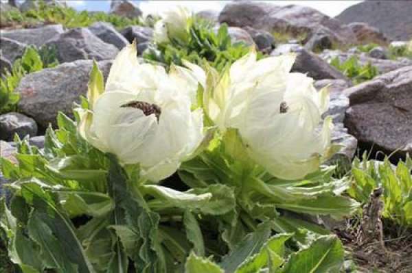 Snow Lotus
